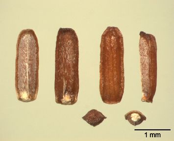 Vorschaubild Lanzen-Eisenkraut